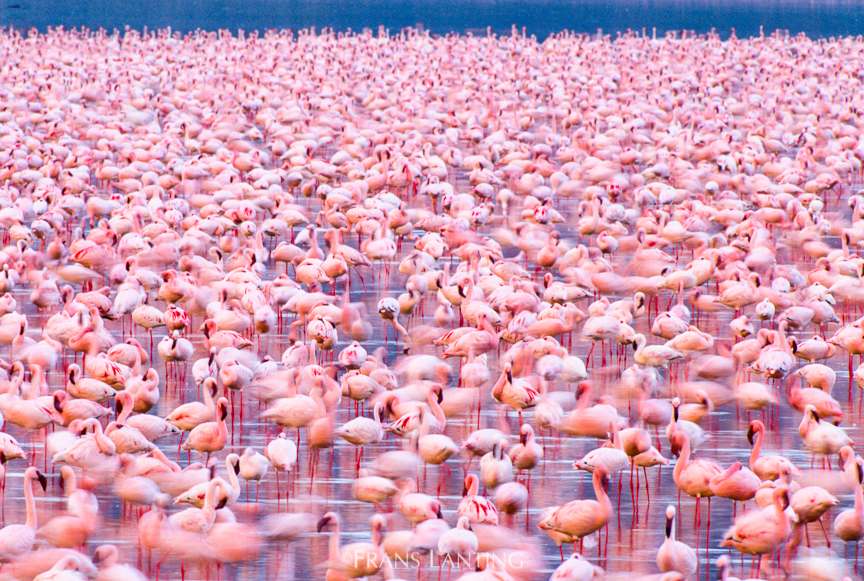7月4日開催：ナショジオの動物写真家と考える、 自然をどう愛する
